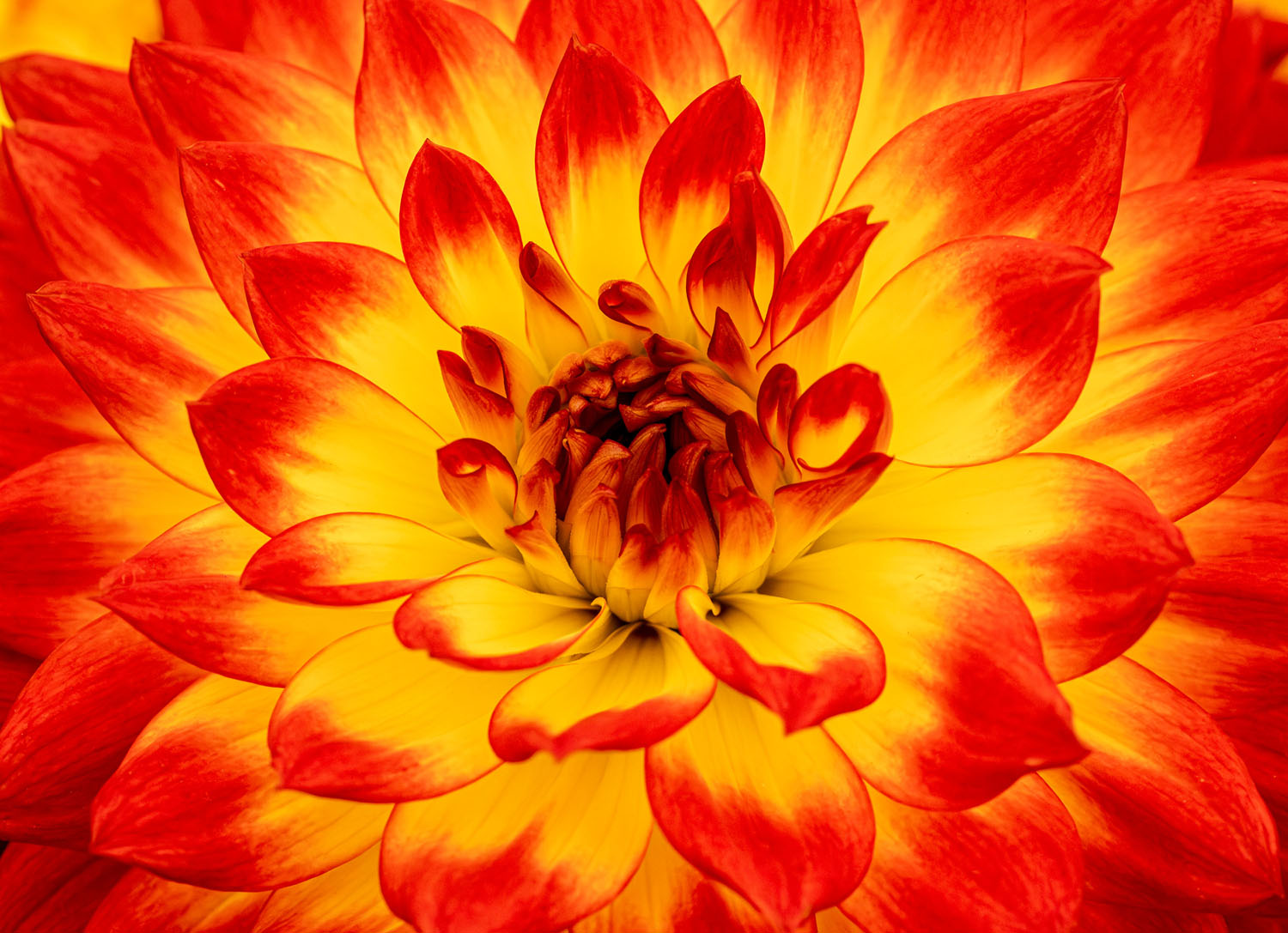 Dahlia macro shot with vivid red and yellow petals
