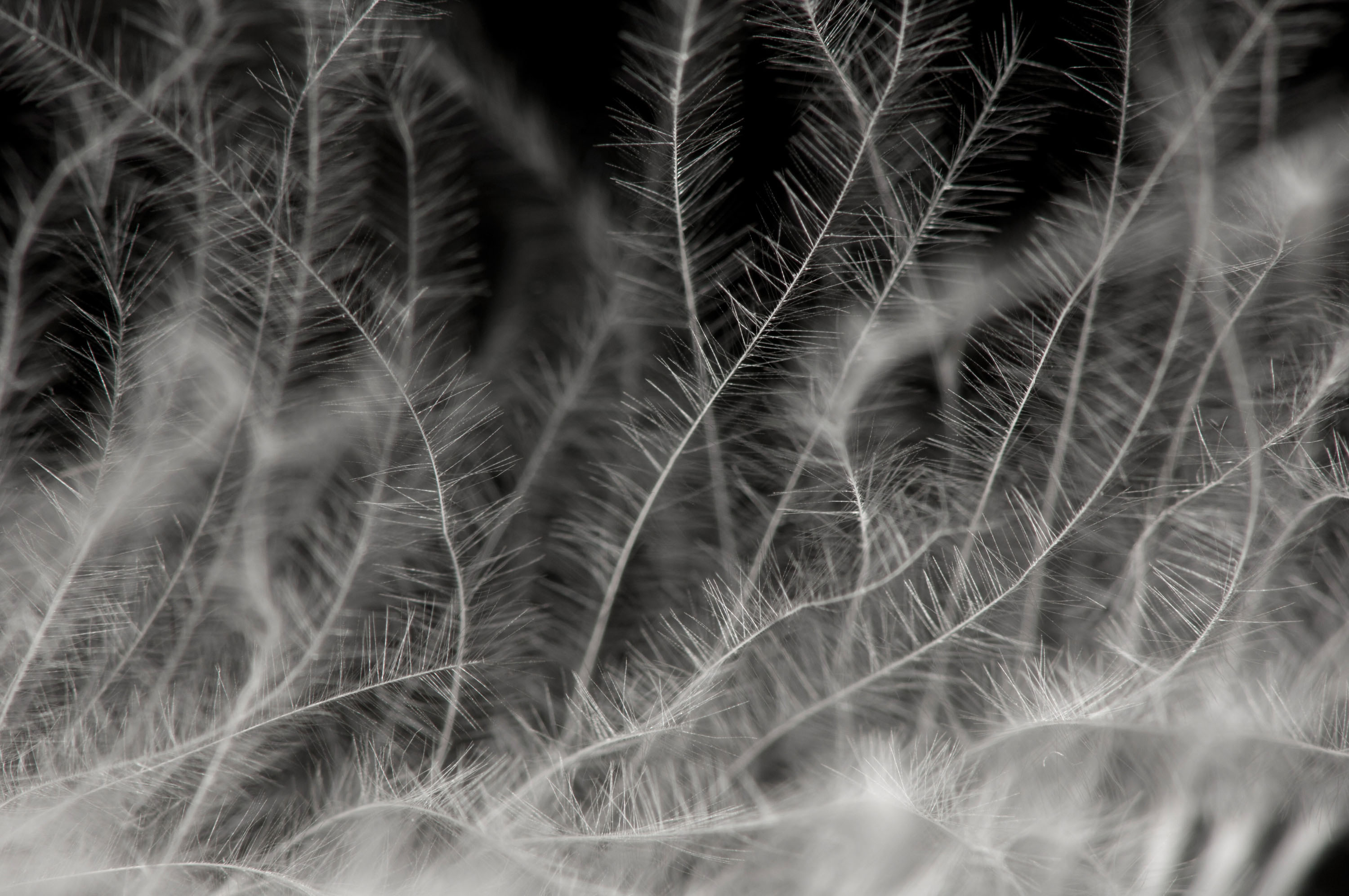 Feather shot at 1:1 macro.