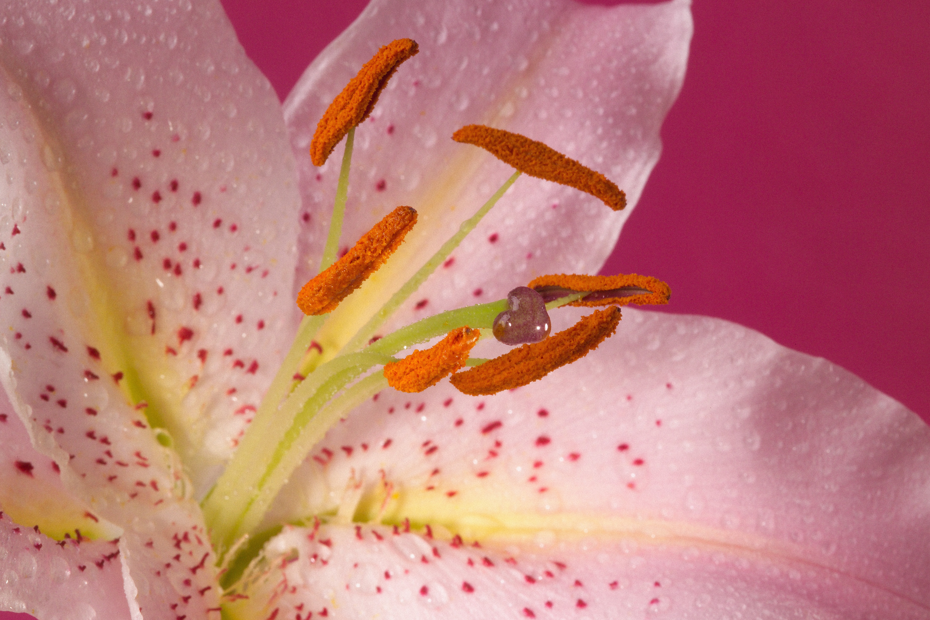 Close-up of the stamens of a flower shot with a macro lens.