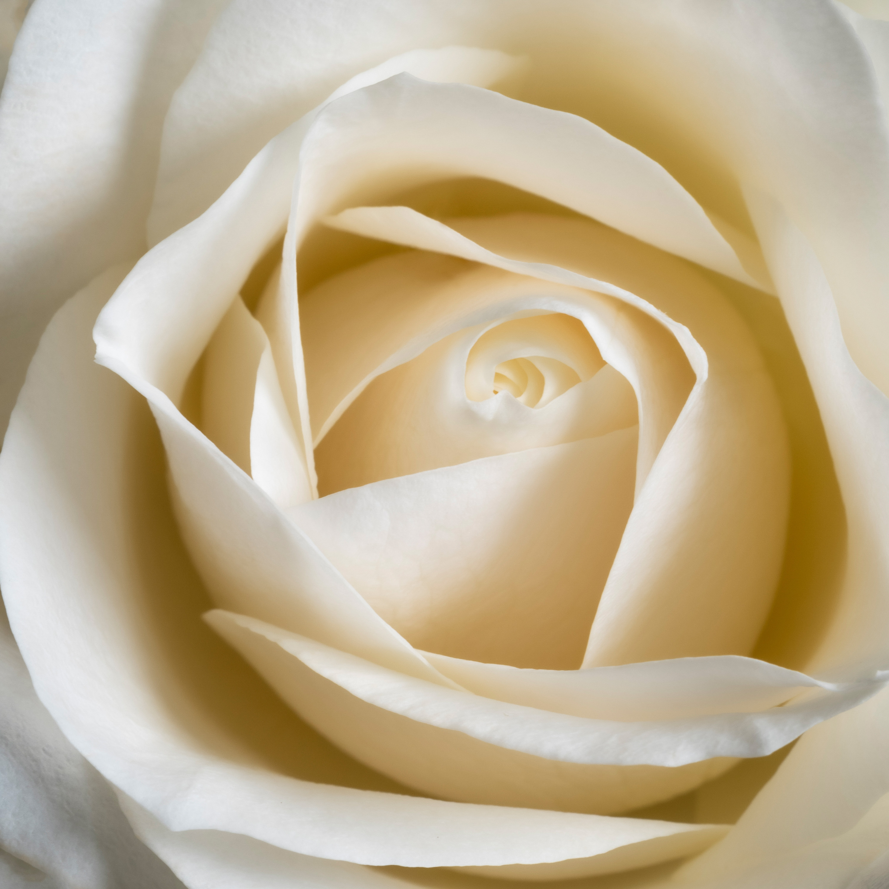 Central petal of a rose shot using a macro lens.