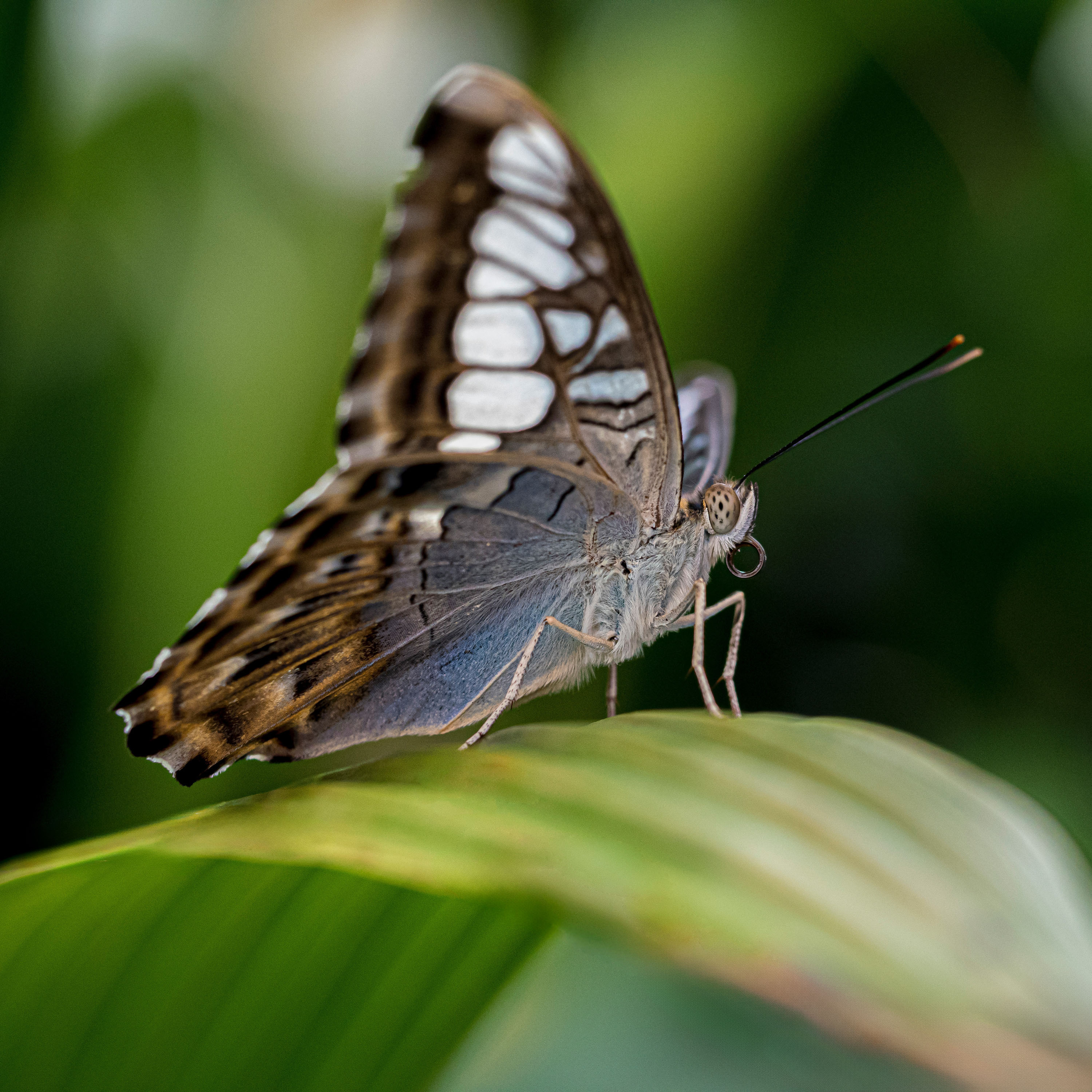 Butterfly shot using a macro lens.