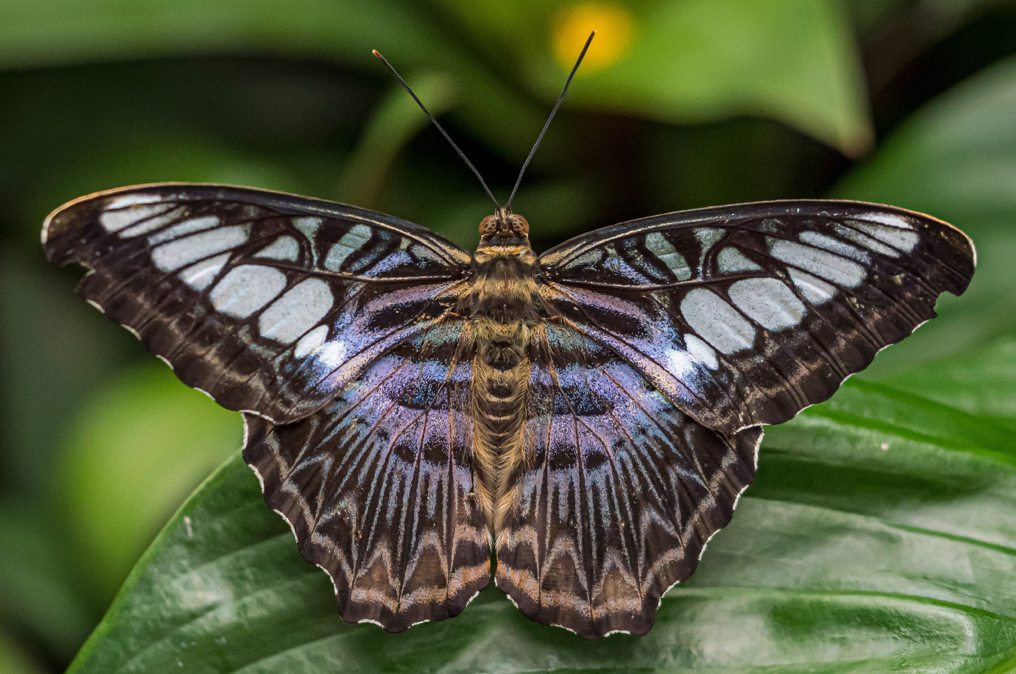 Close-up of a butterfly demonstrating symmetry in nature.