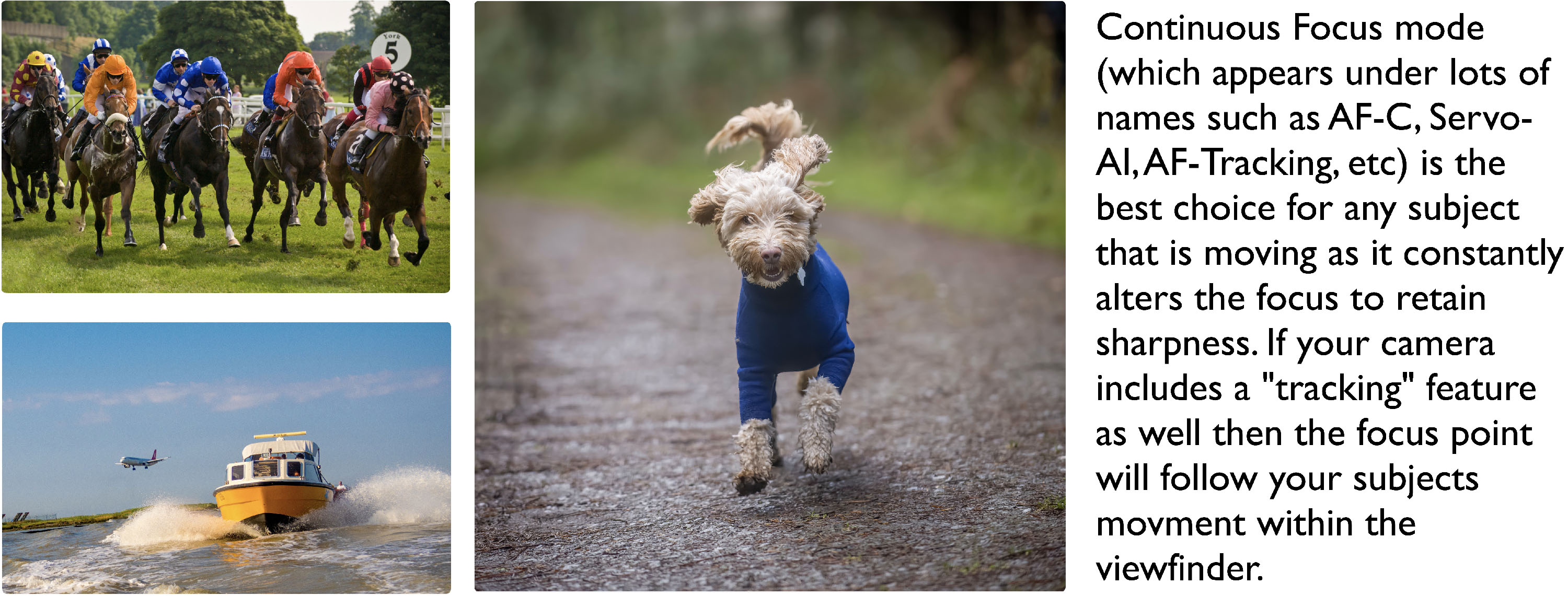 Horse galloping, a dog running and a fast moving boat all shot using Continuous Focus mode.