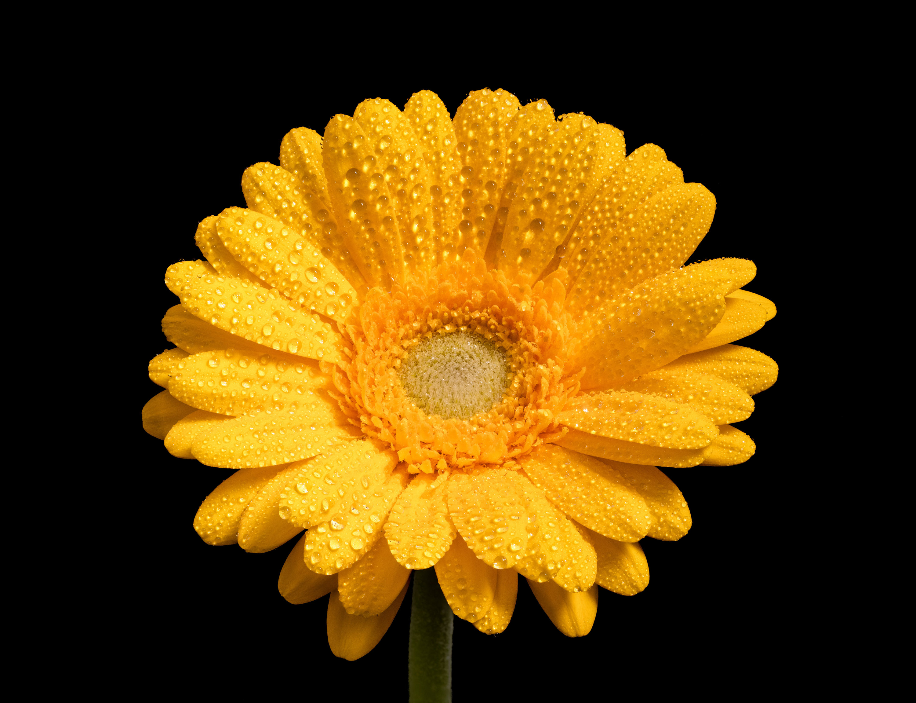 Close-up of a flower shot using Focus Stacking.