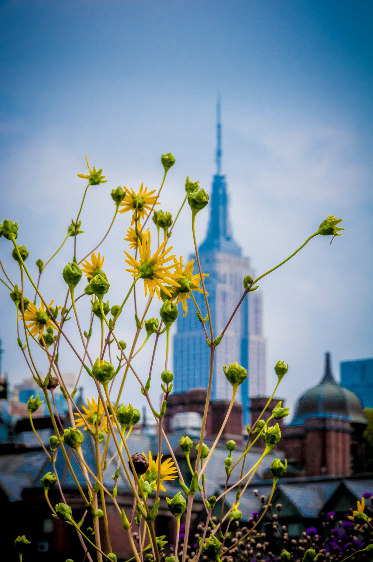 Flower in the foreground can creating a sense of intimacy and beauty.