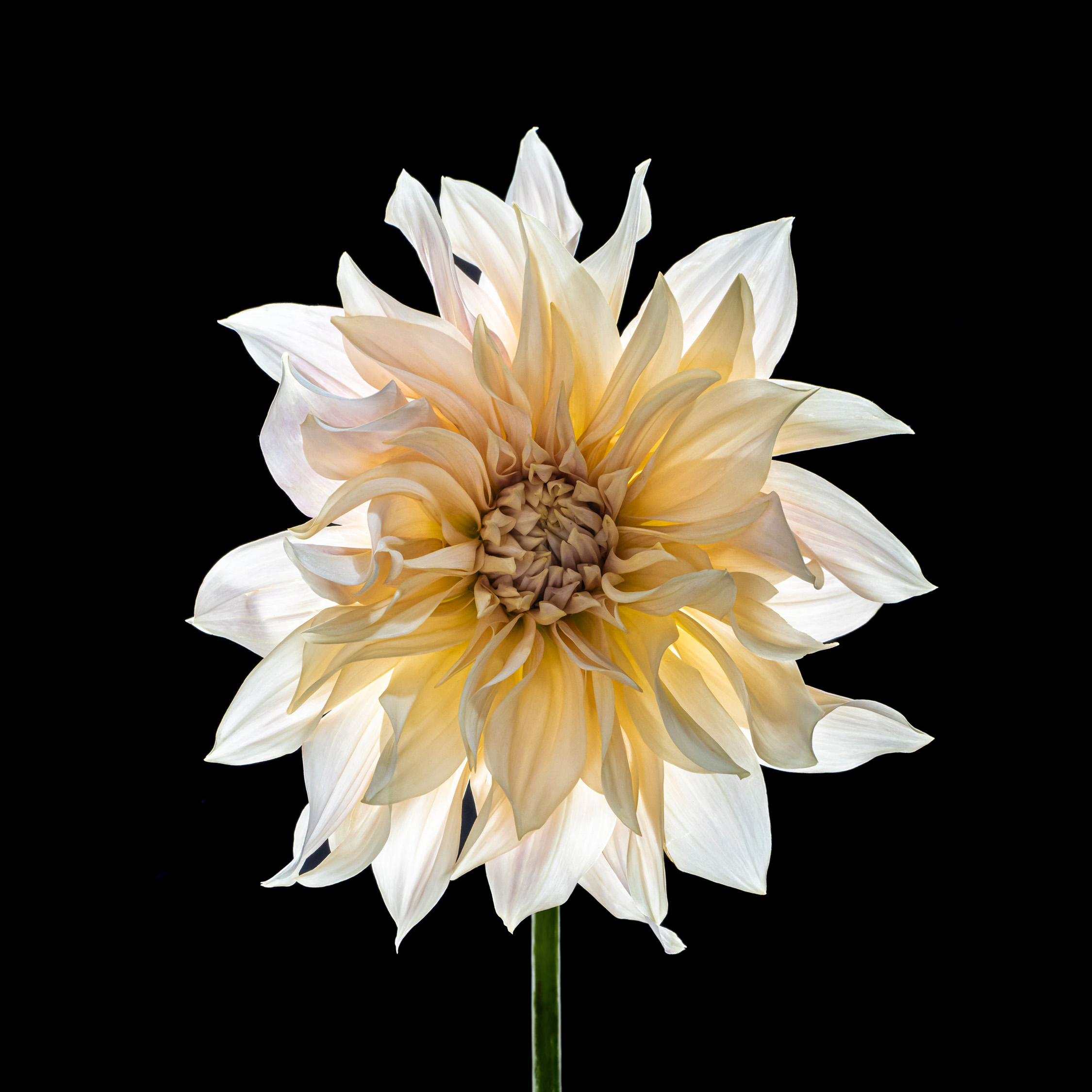 Flower still life demonstrating the 1:1 square aspect ratio.