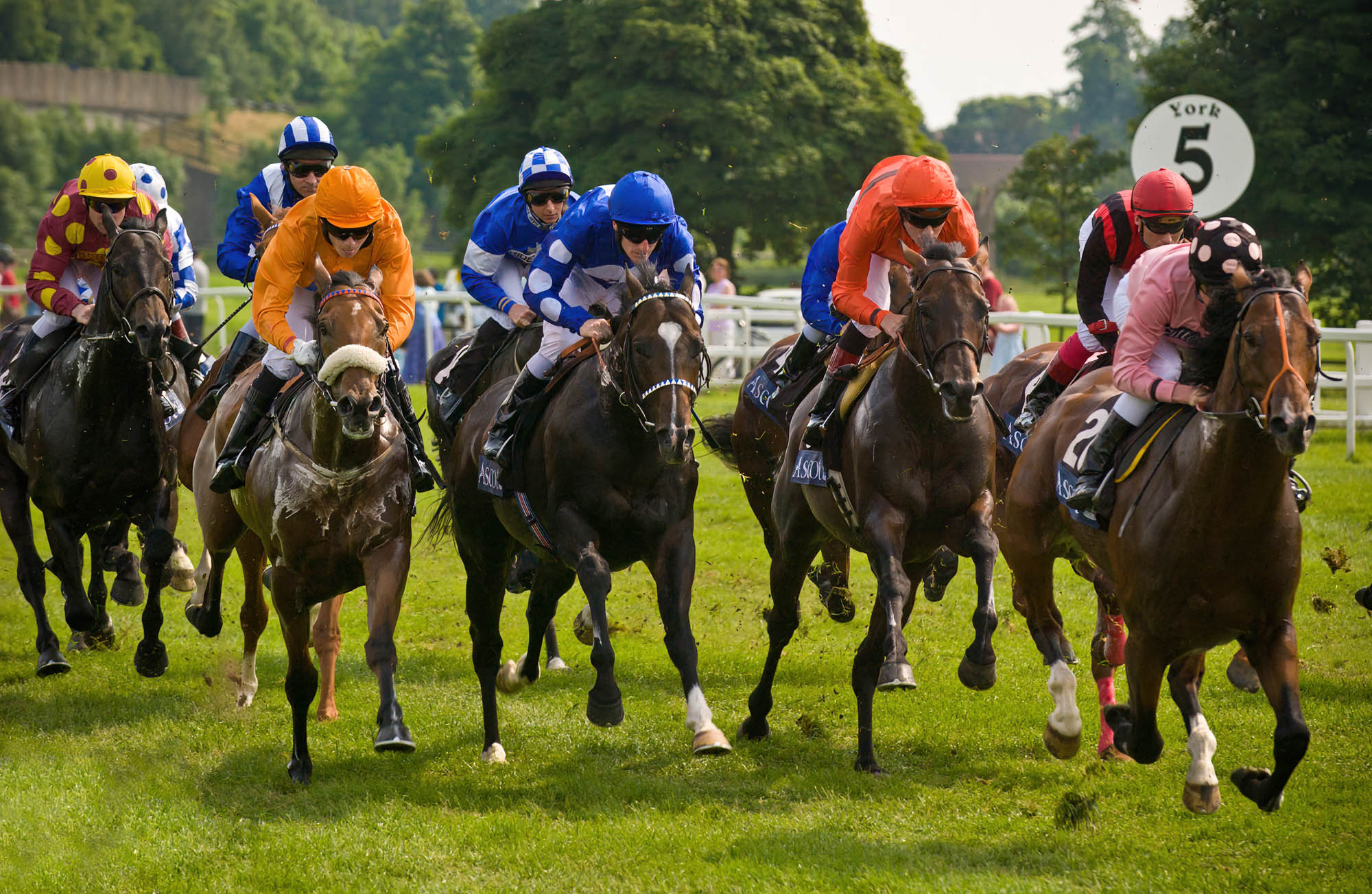 Race horses galloping demonstrating high-speed photography.