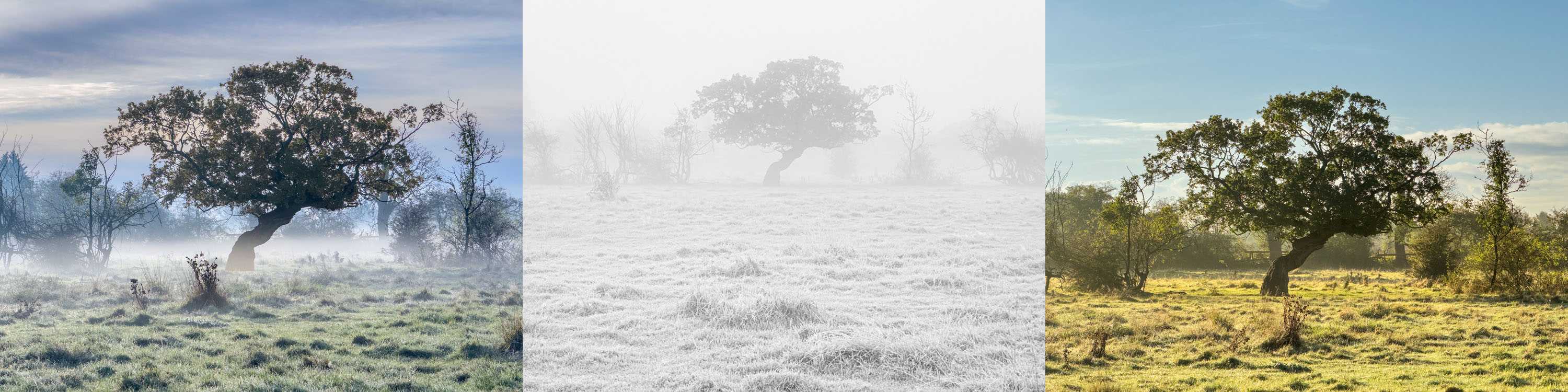 Same tree shot at different times demonstrating incorporating photography into daily life.