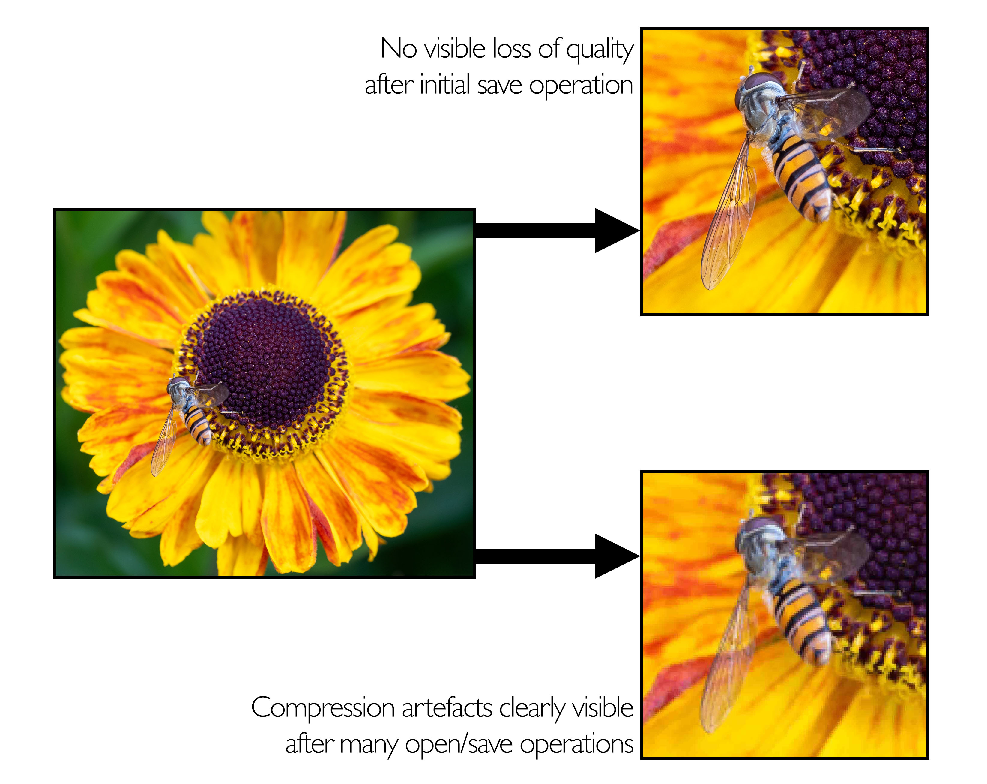 Demonstrating repeated open and save operations with a JPG file can result in the loss of fine detail.