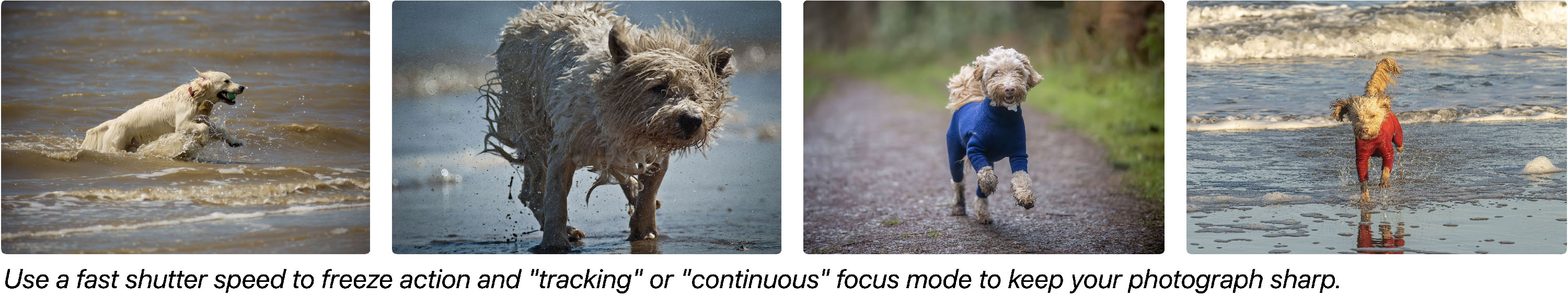 Demonstrating using a fast shutter speed and continuous focus to photograph a moving dog.