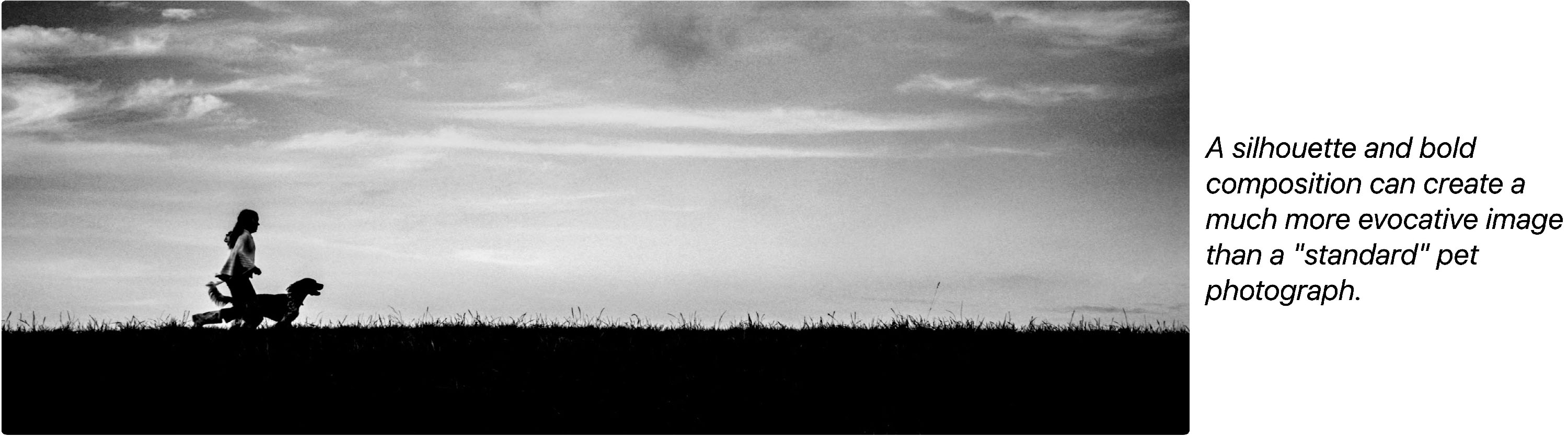 Demonstrating silhouetted dog.