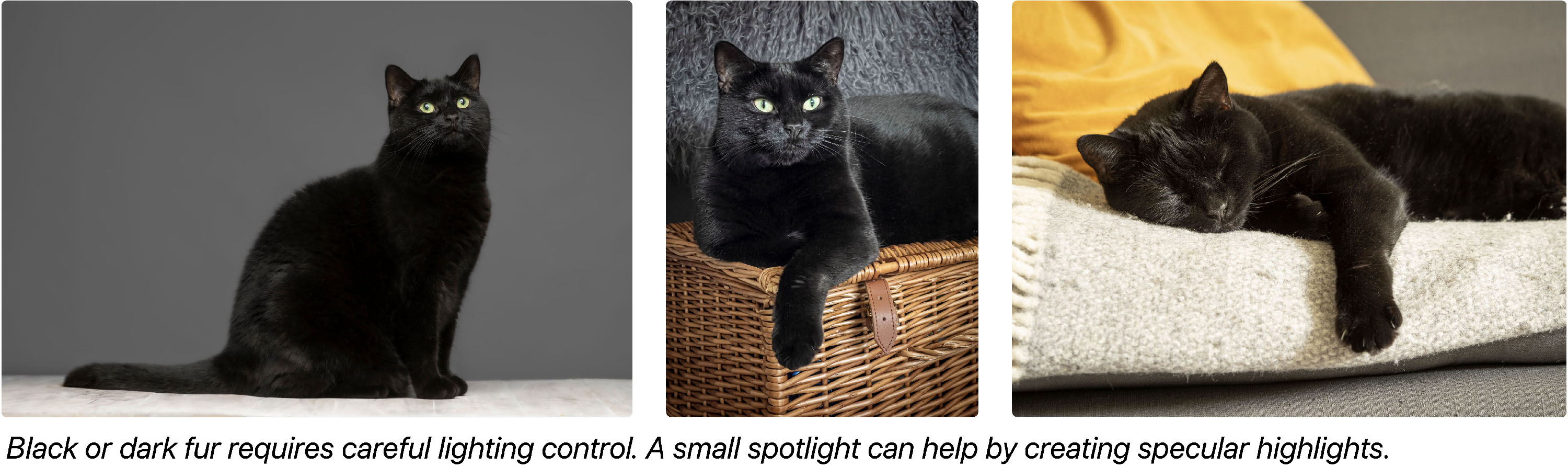 Demonstrating lighting control on dark or black fur.