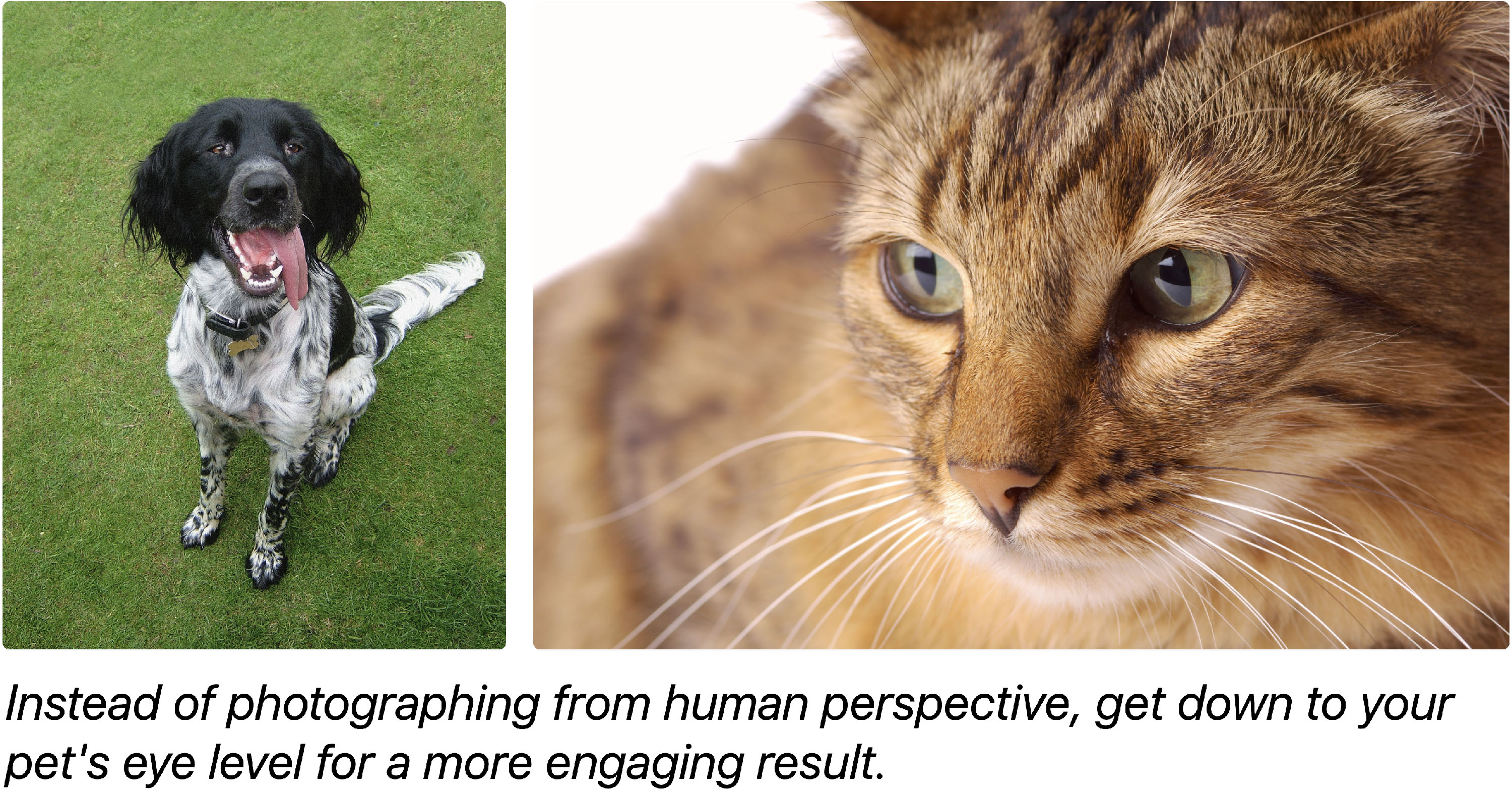 Demonstrating a lower camera angle to create a greater connection with your pet.