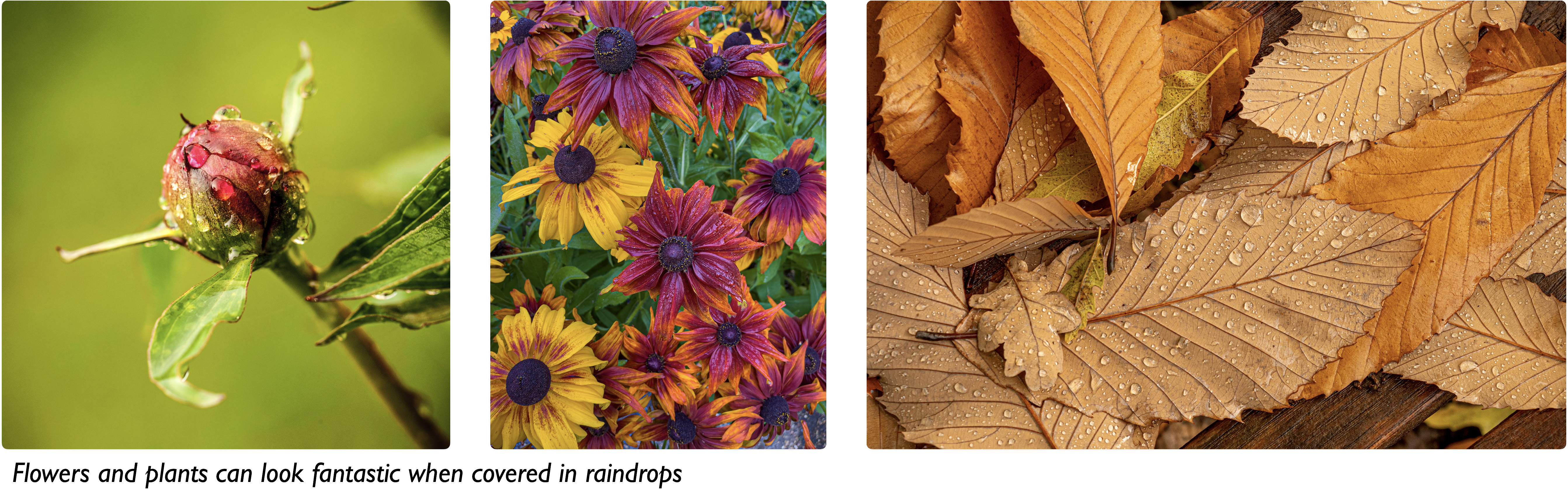 Photographing plants and flowers in the rain.