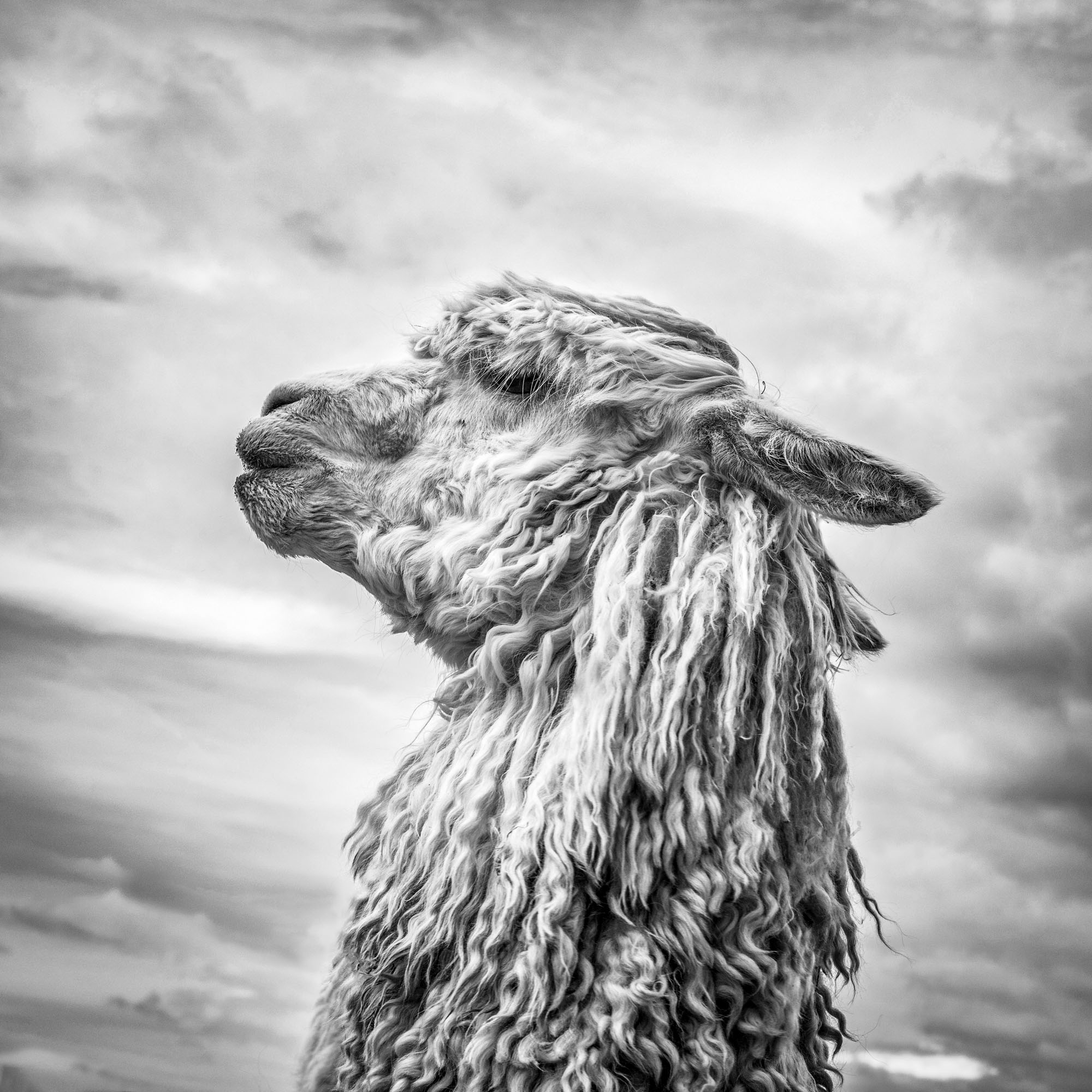 Black and white post processing.