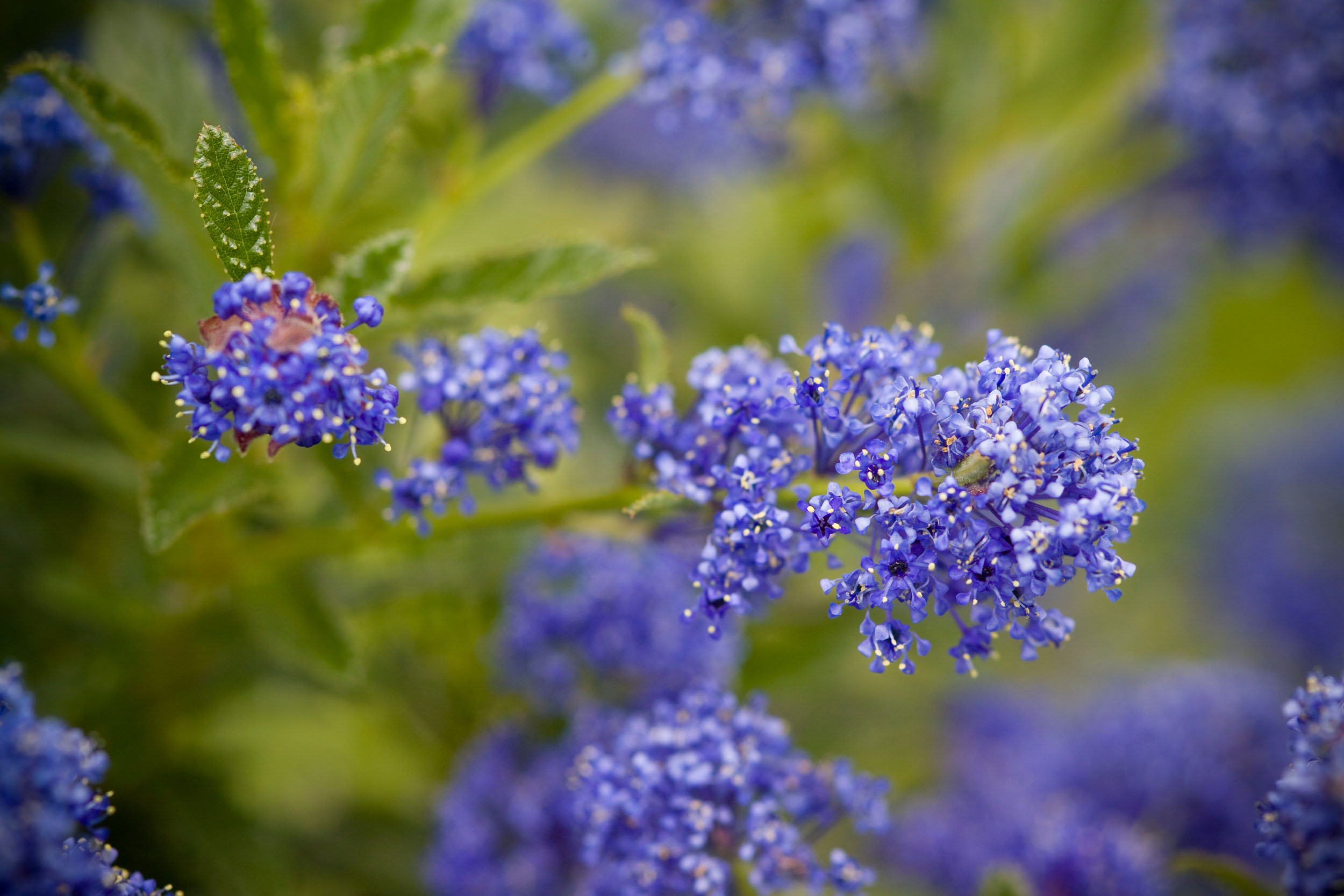 Example of shallow dept of field.