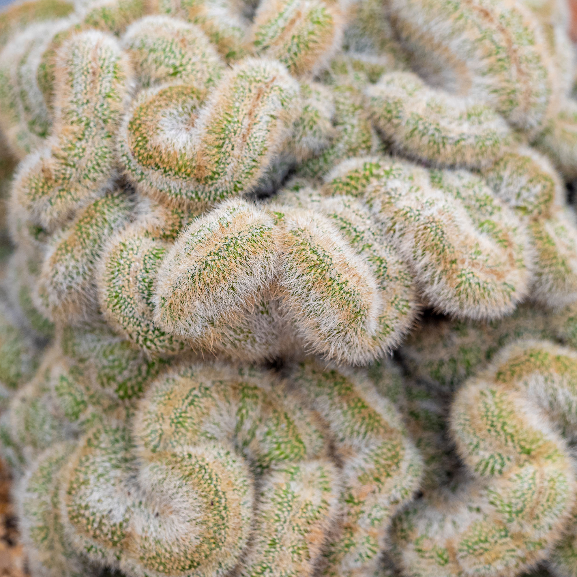 Capturing abstract patterns and texture example.